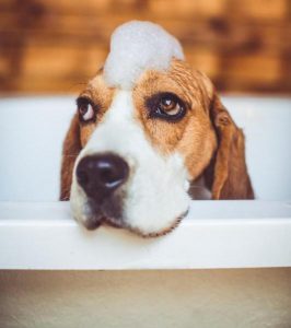 Image:  Dog getting shampoo'd