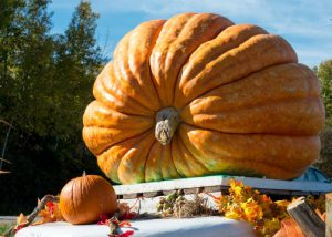 Image:  GIANT Pumpkin