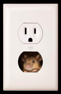 Image:  Mouse in Outlet to emphasize tight spots